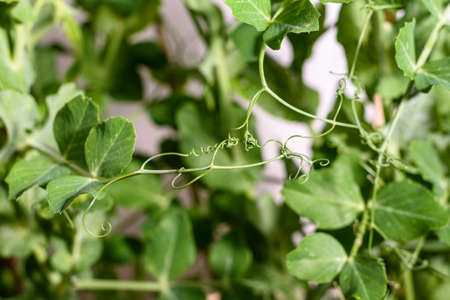 Tendrils of pea plants tangled together.の写真素材
