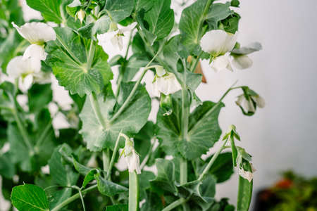 Pea pods growing in an indoor plantation with artificial lighting.の写真素材