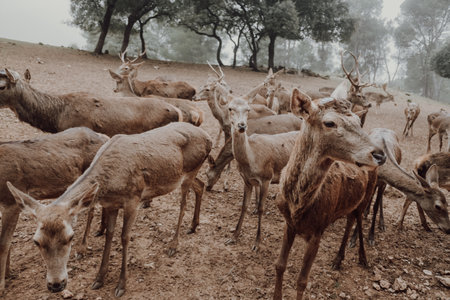 Group of Iberian deer grazing in an Andalusian preserve.の写真素材