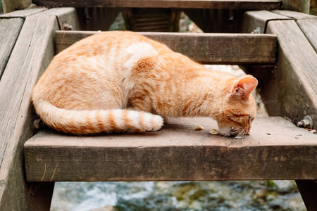 An orange tabby cat feeds on some remains found on the street.の写真素材