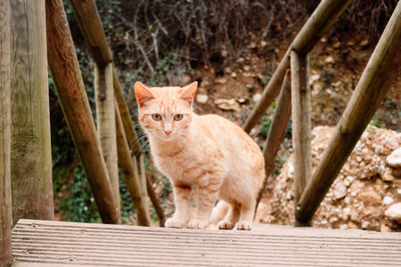 An orange tabby cat lives alone in rural public parks.の写真素材