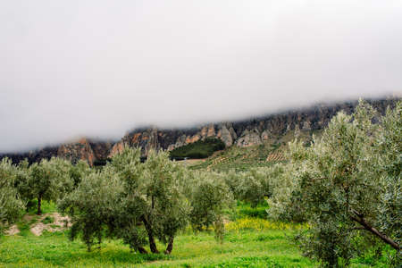Low clouds over a field of olive trees in JaÃ©nの写真素材