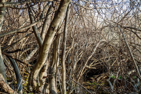 Tangled heap of fig branches without leaves, tangled skittish.の写真素材