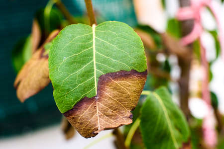 Leaves on a tree drying burned dying by the heat.の写真素材