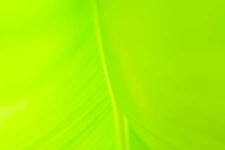 Natural background of flat texture of a wavy banana leaf.の写真素材