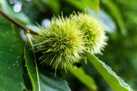 In autumn the delicious chestnuts ripen, which are protected by a pointed shell on the tree.の写真素材