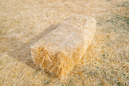 Abandoned straw bale as fodder for rural cattle.の写真素材
