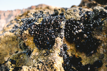 Small mussels on rocks on the shoreline, closed at low tide.の写真素材
