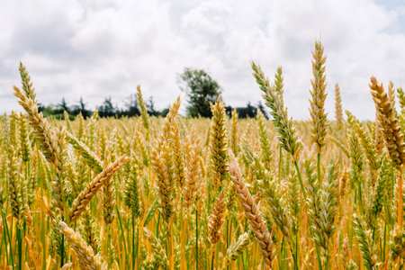 Detail of a cereal field with ripe grain, and blue sky in the background.