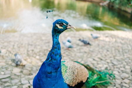 Striking and beautiful plumage of a peacock, detail.の写真素材