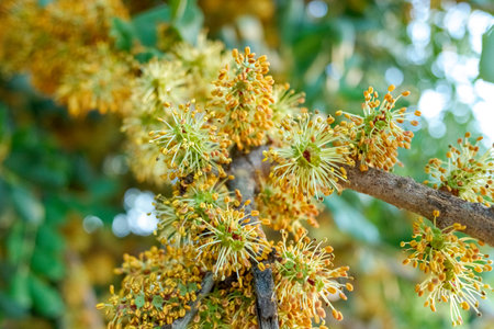 Carob flowers at the end of autumn, with an intense smell.