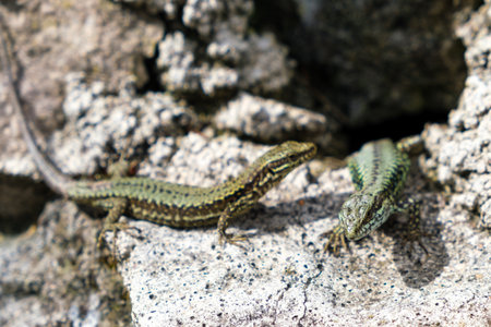A lizard sits atop a rocky surface, basking in the sunlight. The reptile appears calm and alert as it observes its surroundings from its elevated position.の写真素材