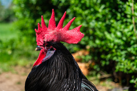 A close-up view of a rooster showing its vibrant red head and distinctive features. The rooster is prominently displayed in the center of the frame, capturing its bold colors and characteristic appearance.の写真素材