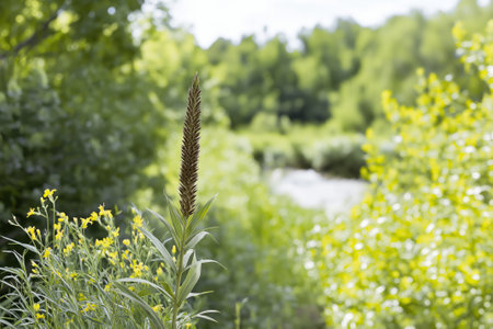 Arundo donax stands tall on a riverbank, its slender stem rising above vibrant wildflowers and rich green foliage. The calm river in the background enhances the tranquil environment.の素材