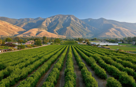 Aerial view captures the beauty of neatly aligned pistachio trees in a vast orchard, epitomizing agricultural precision and tranquility.の素材