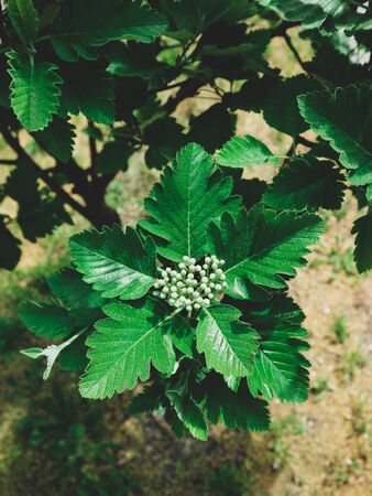 spring plant with green leaves and little flowersの写真素材