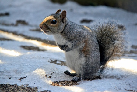 Little squirrel is looking for dinner in winter time.の写真素材