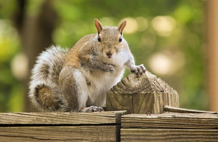 Squirrel is looking to the camera with funny face.