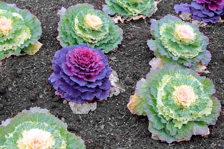 The green and violet cabbage flowers are in winter time on cold ground.の写真素材