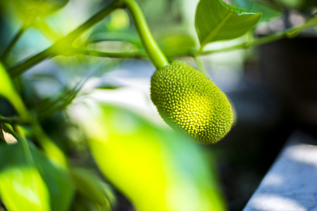 jack treeの写真素材