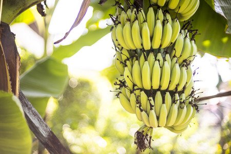 banana treeの写真素材