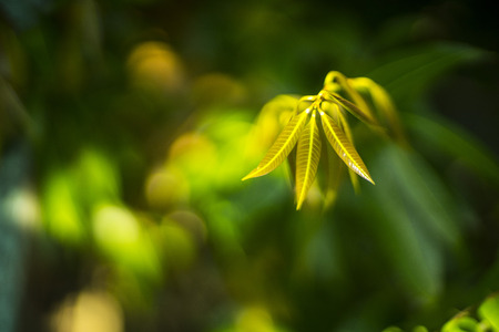 Green leaf on bokehの写真素材