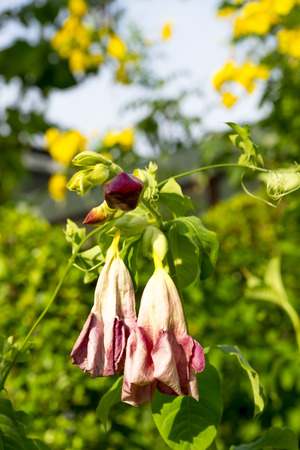 Flowersの写真素材