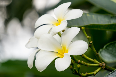 plumeria flowers