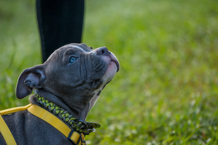baby pitbull dog in the gardenの写真素材