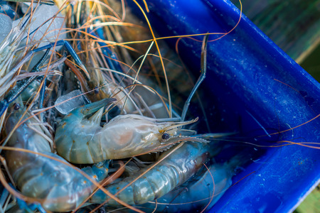 shrimps in the box