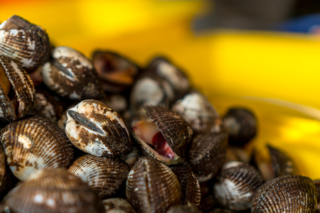 Cockleの写真素材