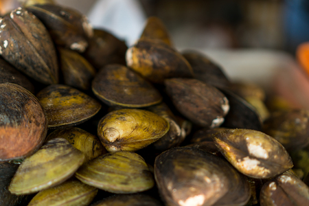 Hard clamの写真素材