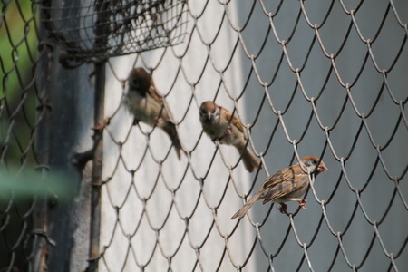 little sparrow need to escape from cage and fly to the worldの写真素材