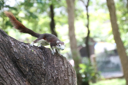 a squirrel climb on a treeの写真素材