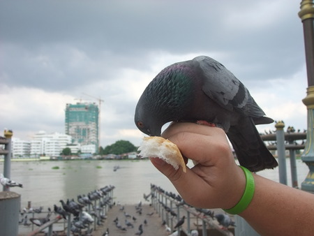 a pigeon peck at breadの写真素材