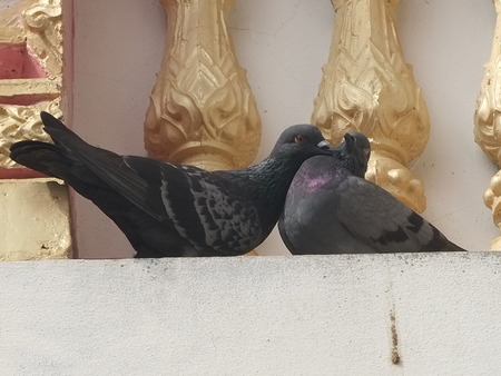a couple of pigeon