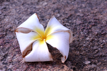 white beautiful flowerの写真素材