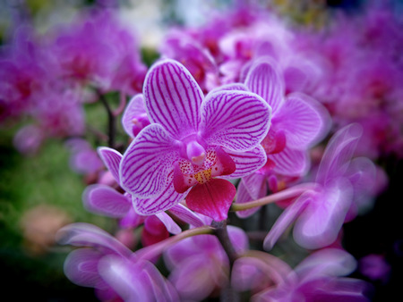 orchid flowersの写真素材