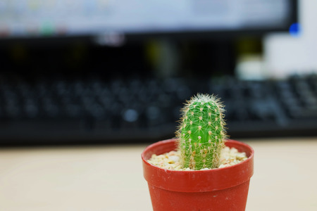 Cactus on office tableの写真素材
