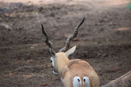Impala antelope (Aepyceros melampus)の写真素材