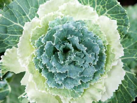 Top view of decorative cabbages in the garden