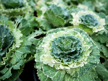 Top view of decorative cabbages in the gardenの写真素材