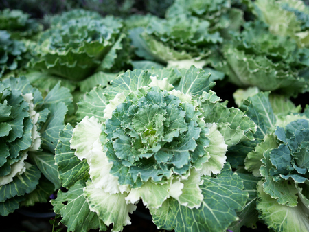 Top view of decorative cabbages in the gardenの写真素材