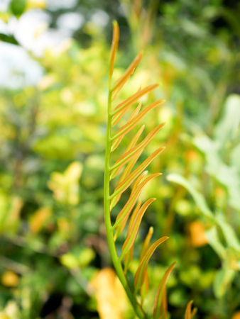 Closeup yellow color leaf buds with background of green color.