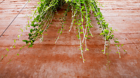 Red rock wall with green vines hanging.の写真素材