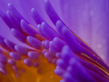 Macro photography of lotus flowerの写真素材