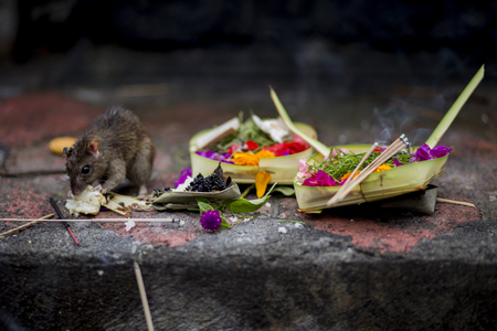Rat on Bali eating the offer meant for the godsの写真素材