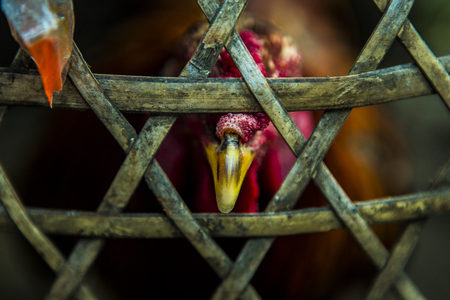 Caged fighting cock looking through the basketの写真素材