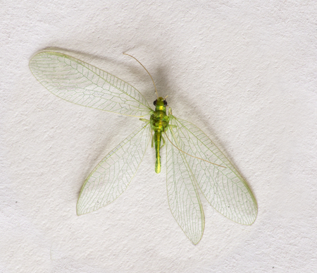 Green fly macroの写真素材
