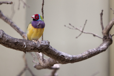 Colorful birdの写真素材